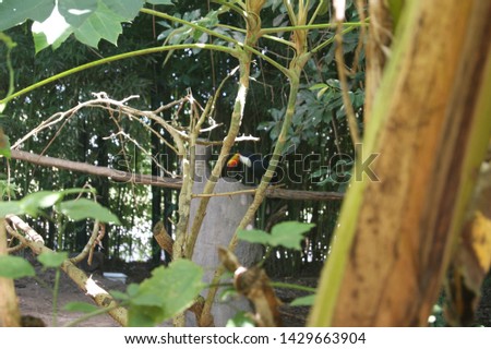 Toucan in the background of a scene full of wild vegetation