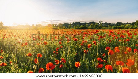 Landscape with nice sunset over poppy field panorma