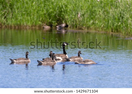  Canada goose (Branta canadensis) with their goslings