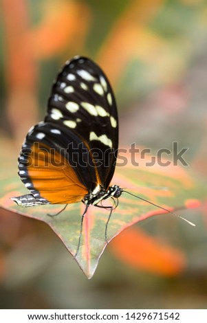 A plain tiger butterfly on a leaf at the Victoria butterfly garden in BC.