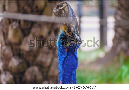 Closeup portrait of a blue cassowary bird in zoo Thailand