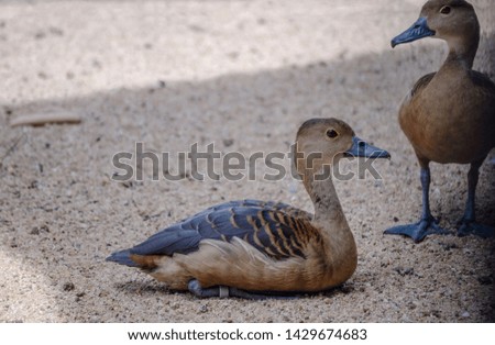 Two young mallard ducks sitting on floor sand Inside the umbrella shadow