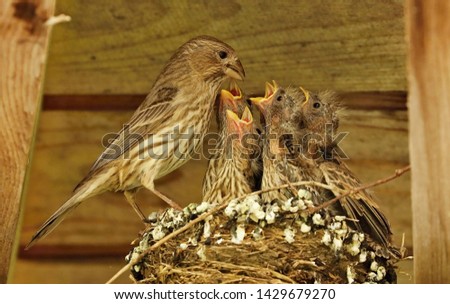 Female house finch (Haemorhous mexicanus)  feeding youngs in a nest.Natural scene from Wisconsin. Royalty-Free Stock Photo #1429679270