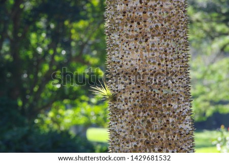 The prickly trunk of a Sandbox tree /dynamite tree (Hura Crepitans) of tropical forests. Cuba Royalty-Free Stock Photo #1429681532
