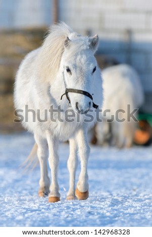 White pony walking in winter time outside.