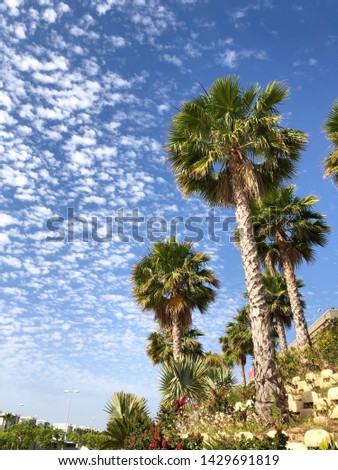 Blue sky white clouds and high palm trees landscape on sunny summer day