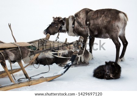 Reindeer herder's friends. Reindeer, sled and dog. Nenets Autonomous Okrug, Russia.