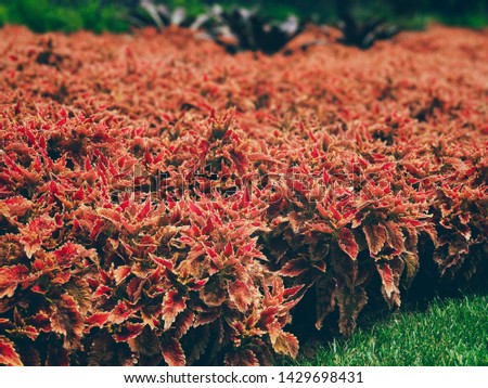 NY Botanical Gardens Red Flowers