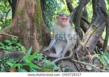 A pensive Indian monkey macaque sits on the roots of a tree in the jungle. Bhagwan Mahavir Wildlife Sanctuary, GOA, India. Royalty-Free Stock Photo #1429728317