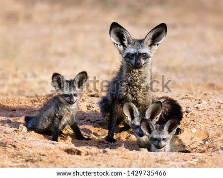 Bat-eared fox family portrait in the kgalagadi Transfrontier park. Otocyon megalotis