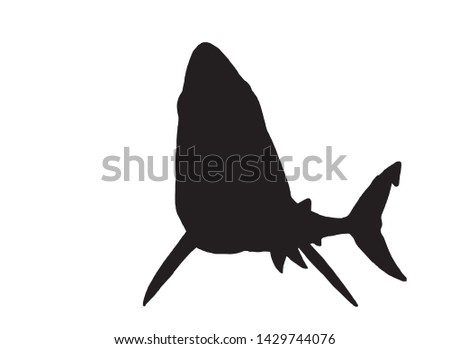 Graphical vector silhouette of shark isolated on white,illustration