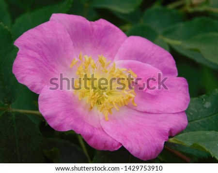 Macro photo nature blooming bud dog rose. Background of opened buds of wild Rosa canina with rose petals. Plant flowering bush wild rose with rosebuds