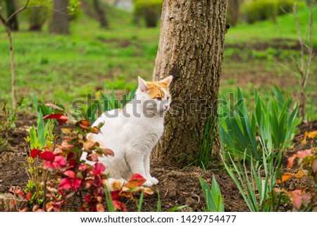 Cat sitting in flowers near the tree