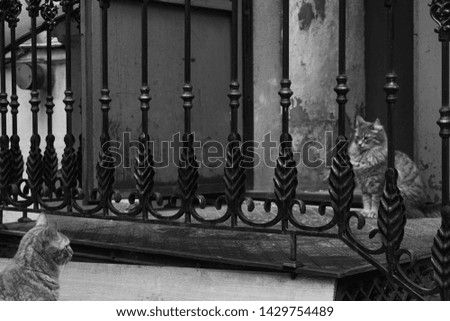 Street black and white photography, two cats looking at each other through metal fence
