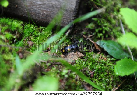 pictures of insect in the forest