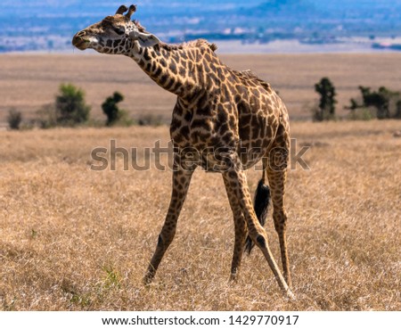 lonely giraffe in the bush
