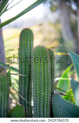 Tall saguaro cactus with blurred background up close with detail