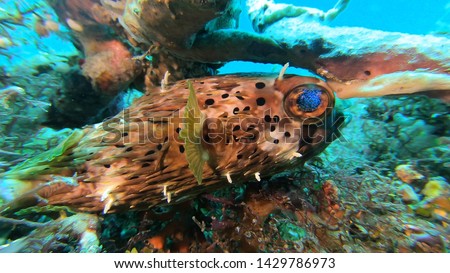 Orbicular Burrfish - Cyclichthys orbicularis in shallow water. Porcupine Pufferfish in a mucky dive, Indonesia. Puffer fish.