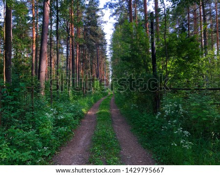 Shady dirt roads in a clean pine forest on the lake, on a sunny summer evening