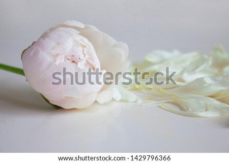 
Delicate neutral background for greetings, cards, advertising. Background for the wedding, congratulations to the woman. Peony and Peony Petals