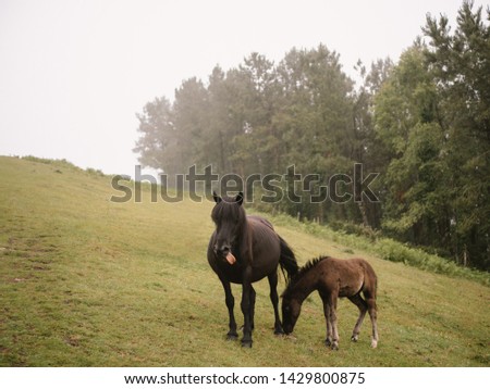 Two dark horses grazing on a green hill on a foggy day. Horse showing tongue