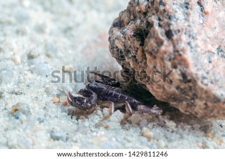 Scorpio hiding under a stone, close up.