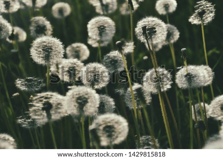 beautiful delicate dandelions growing on the green lawn in the warm rays of the summer sun