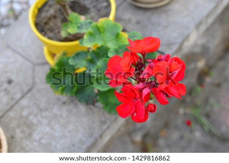 red flowers in a pot in the garden