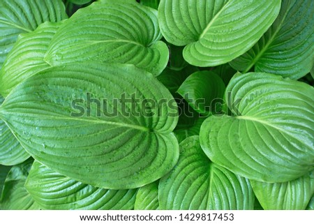 Green large leaves with drops of water for background or wallpaper. King of Heart leaves. 