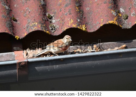 
Common linnet (Carduelis cannabina cannabina) looking for seeds on a red roof. Single male.
