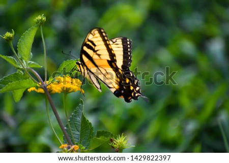 Yellow Butterfly in Flower Garden 