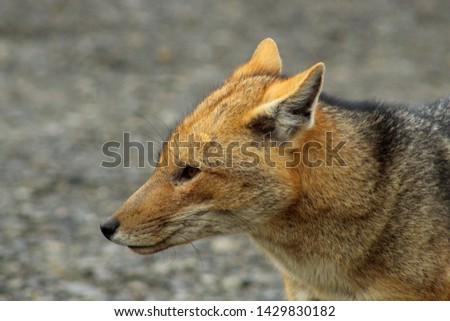 A close up portait picture. The Culpeo, also known as Wolf or Patagonian Fox, is a South American species of wild dog. This one is seen close to Perito Moreno Glaciar in Patagonia Argentina.