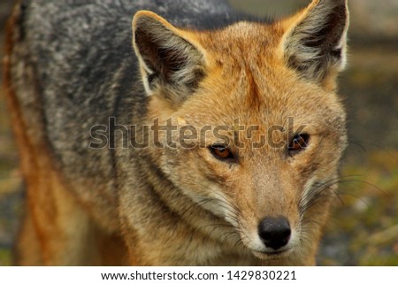 A close up portait picture. The Culpeo, also known as Wolf or Patagonian Fox, is a South American species of wild dog. This one is seen close to Perito Moreno Glaciar in Patagonia Argentina.