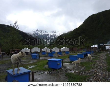 Sled Dogs on Gravel, Snowy Mountain