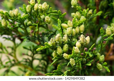 Picture of green young cones, buds, needles. Youth, spring concept. Selective focus.
