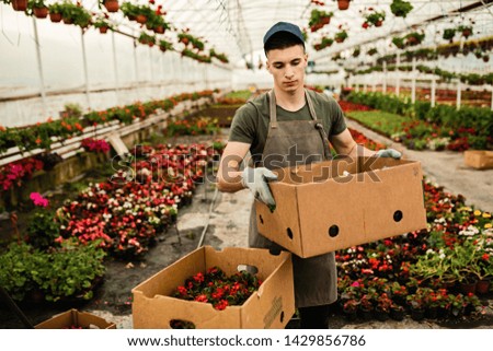 Young florist preparing crates with flowers for distribution while working in a plant nursery, 