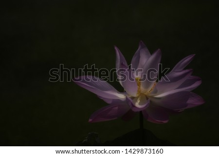 The lotus blossom in the backdrop gives a mysterious sensation.

