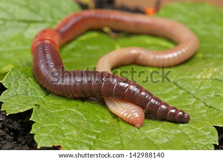 Earthworm on green leaf. Royalty-Free Stock Photo #142988140