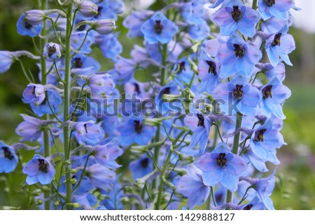 Close up of a delphinium elatum flower in bloom. Purple blue flowers of Larkspur 'Pagan Purples' (Delphinium elatum Hybrid, Alpine Delphinium) perennial.  Royalty-Free Stock Photo #1429888127