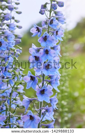 Close up of a delphinium elatum flower in bloom. Purple blue flowers of Larkspur 'Pagan Purples' (Delphinium elatum Hybrid, Alpine Delphinium) perennial.  Royalty-Free Stock Photo #1429888133