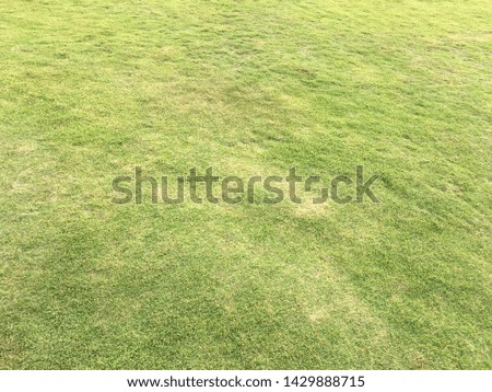Grass field floor texture for background design