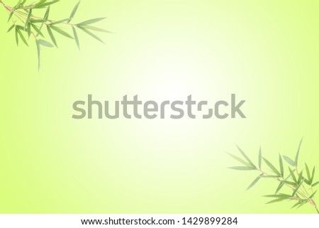 Bamboo leaves on green background with copy space, Green bamboo leaf as background or wallpaper