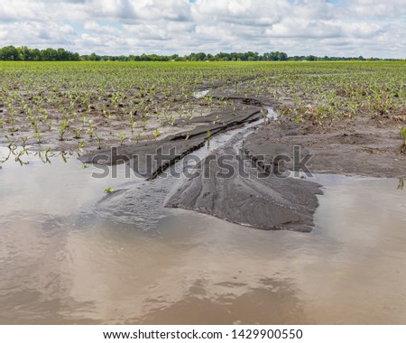 Heavy rains and storms in the Midwest have flooded fields causing corn crop damage  Royalty-Free Stock Photo #1429900550