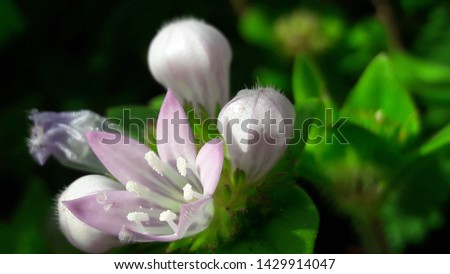 wild flower with leaves and buds.