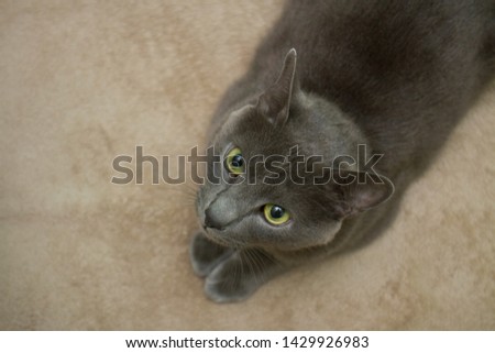 Relaxed domestic cat at home, indoor