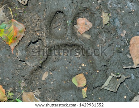 A close up of the footprint of Siberian tiger on ground.