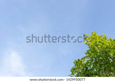 The tree in the blue sky background
