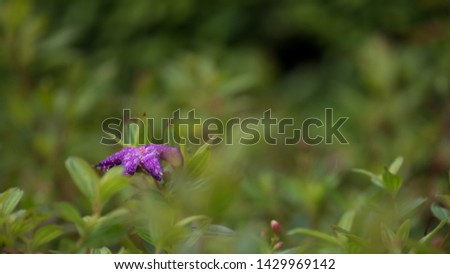 There is only Purple or Violet flower in the garden with Green grass or tree as background.