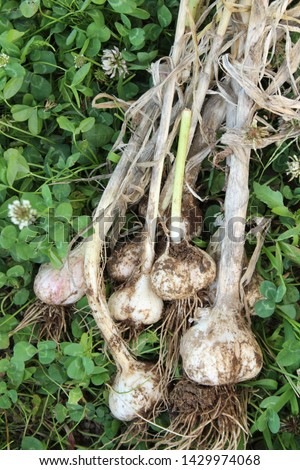 garlic harvested in early summer