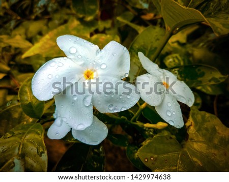Crape Jasmine Photo after the rain.White flower crape jasmine after the heavy rain.Raindrops falling on the petals of flower.